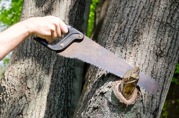 Bir el bahçeli bir ağaç dalı kesme gördüm