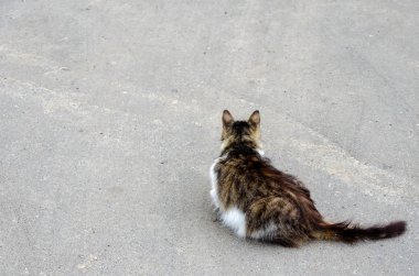 Kedi yerde yürüyor. Kopyalama alanı.