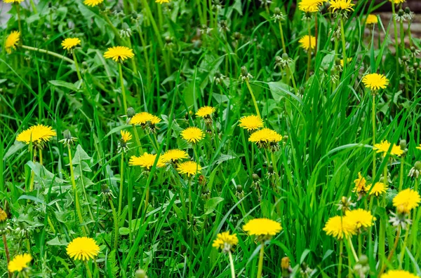 Blooming wild flowers on a green grass. — Stock Photo, Image
