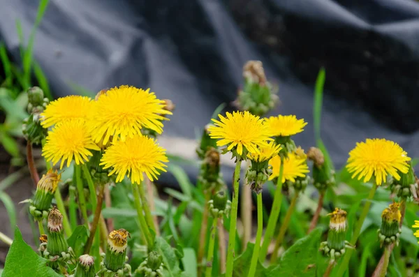 Bloeiende wilde bloemen op een groen gras. — Stockfoto