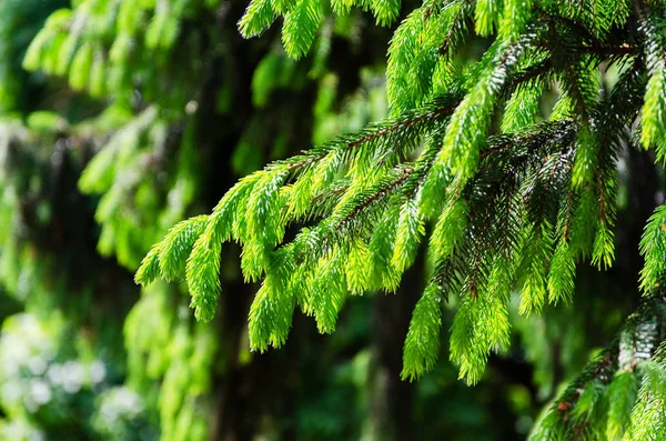 Detail of fresh spruce branch in park — Stock Photo, Image