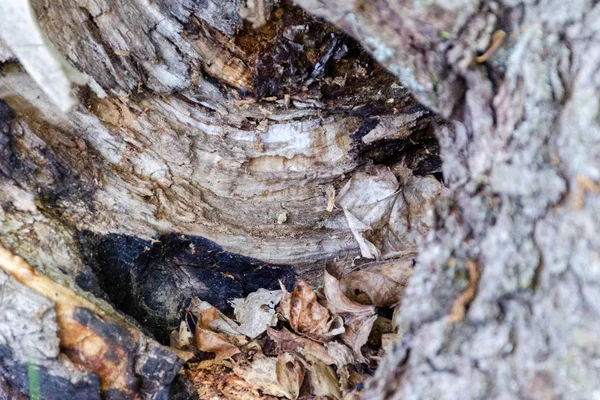 Fondo de textura de árbol de madera vieja — Foto de Stock