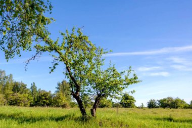 Gökyüzü mavisi arka planda yapraklı ağaç.