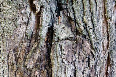 eski ahşap ağaç doku arka plan