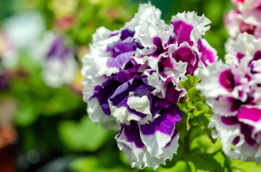 birçok çiçek yaz aylarında farklı renklerde