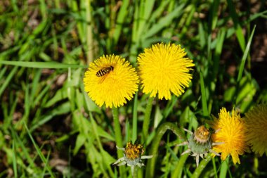 arı sarı karahindiba çiçekleri üzerinde nektar toplar