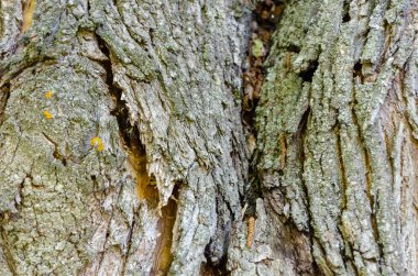 eski ahşap ağaç doku arka plan