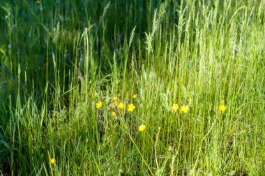 yaz çayır, çiçekler ve yeşil çim