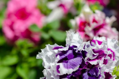 birçok çiçek yaz aylarında farklı renklerde