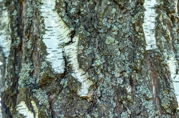 Fondo de textura de árbol de madera vieja — Foto de Stock