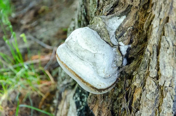 Brucia sull'albero nella foresta estiva — Foto Stock