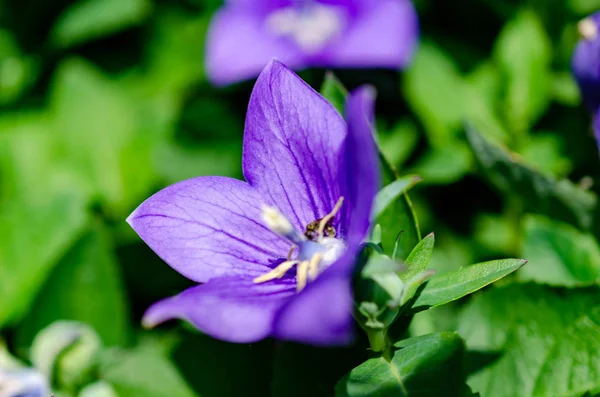Niebieskie kwiaty z zielonymi liśćmi — Zdjęcie stockowe