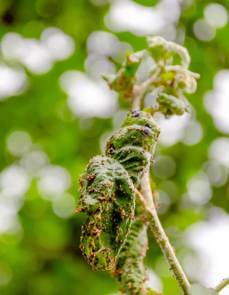 アフィドの影響を受ける葉を持つリンゴの木の枝 — ストック写真