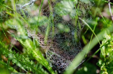 Çimenlerde örümcek ağları üzerinde çiy