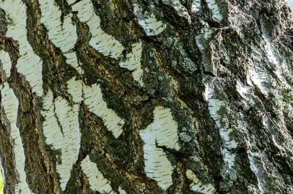 Alte Holz Baum Textur Hintergrund — Stockfoto