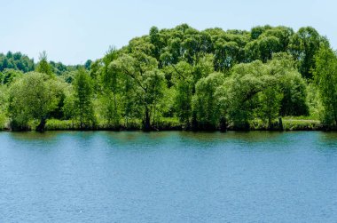 Yaz manzarasında orman gölü, manzara.