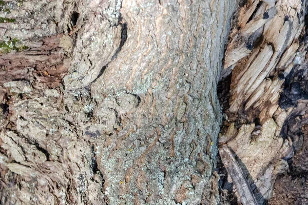 Fondo de textura de árbol de madera vieja — Foto de Stock