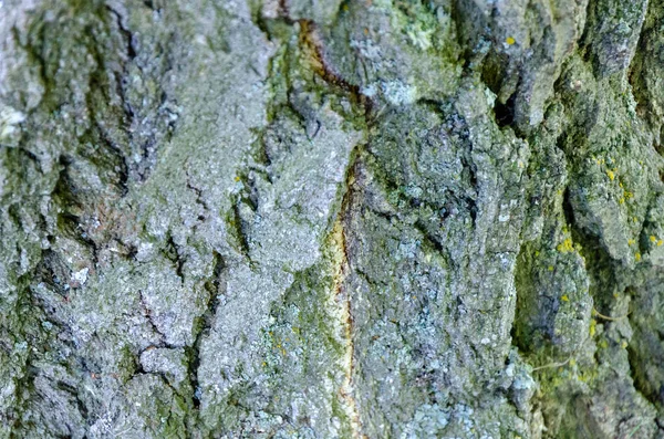 Vecchio albero di legno texture sfondo — Foto Stock