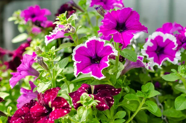 Many flowers different colors in summer — Stock Photo, Image