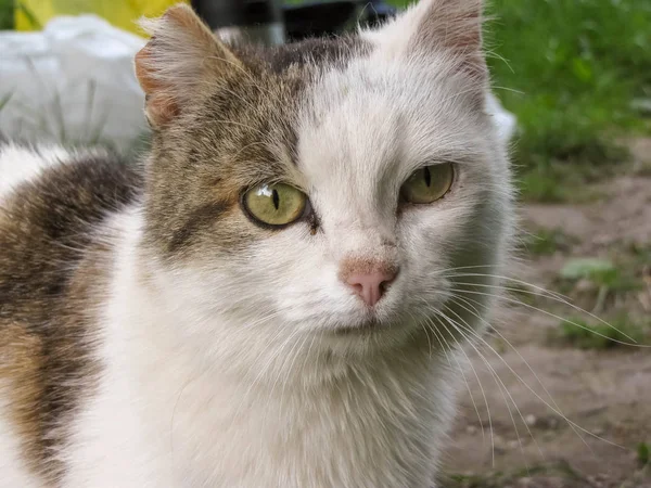 Μια χαριτωμένη άστεγη γάτα με σχισμένο αυτί — Φωτογραφία Αρχείου