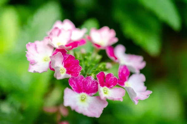 Fiori rosa e bianchi letto da giardino — Foto Stock