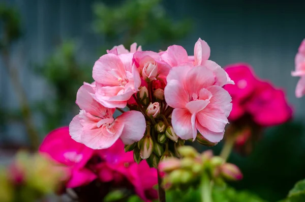 春の夏の庭の美しいピンクの花 — ストック写真