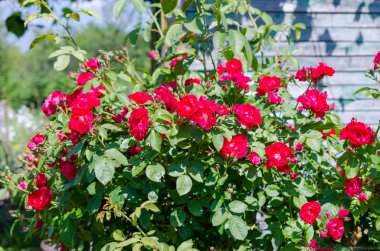 parlak yaz gününde bahçede kırmızı gül çalı