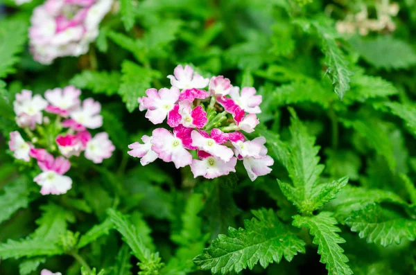 Pink and White flowers garden bed