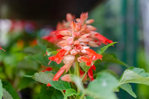 red flowers and green fir