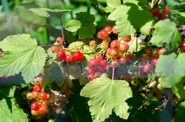 Літній урожай, червона смородина росте на кущі в саду — стокове фото