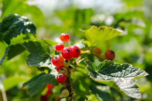 Raccolto estivo, ribes rosso cresce su un cespuglio in giardino — Foto Stock