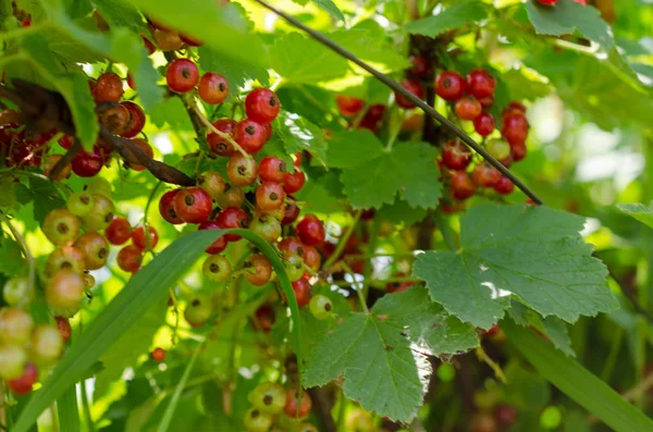 Raccolto estivo, ribes rosso cresce su un cespuglio in giardino — Foto Stock