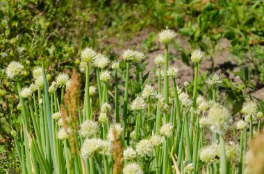 büyüyen genç sarımsak üzerinde bir bahçe yatak