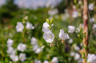 yeşil arka planda beyaz çiçekler ile çiçek açan Brunch