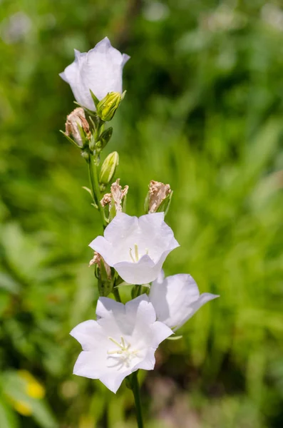 Kwitnący brunch z białymi kwiatami na zielonym tle — Zdjęcie stockowe