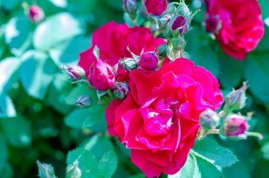 yeşil bahçe arka plan üzerinde kırmızı gül çalı