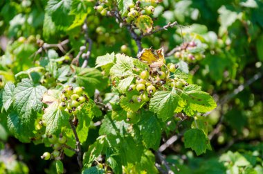 Bahçede olgunlaşmamış siyah frenk tüyü çalı.