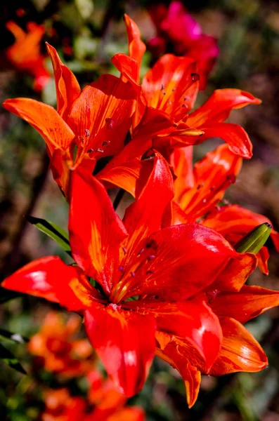 Orange blomma på naturen bakgrund. — Stockfoto