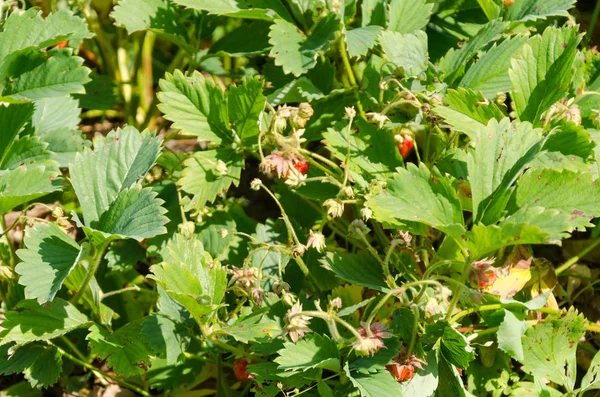 Home Letto da giardino con cespugli di fragole — Foto Stock