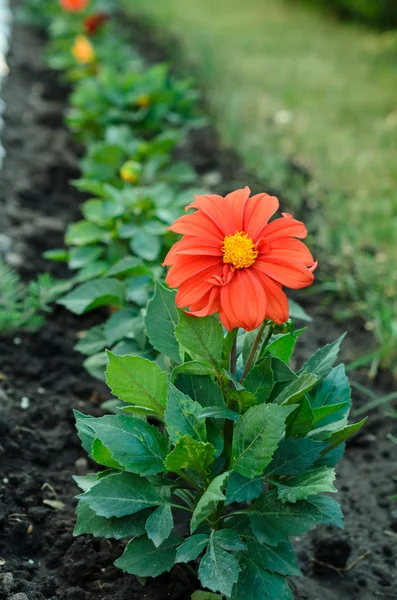 Tuin bed met verschillende kleuren bloemen in de zomer — Stockfoto