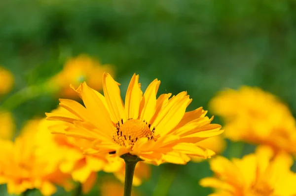 Bloeiende gele bloemen in zomertuin — Stockfoto