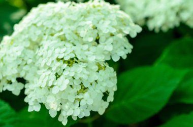 yaz veya bahar yeşil bahçede çiçek blomming