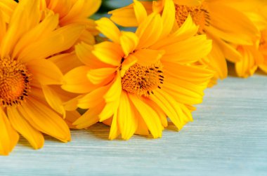 Ahşap arka plan üzerinde sarı çiçekler kompozisyon. Bahar, paskalya, bithday.