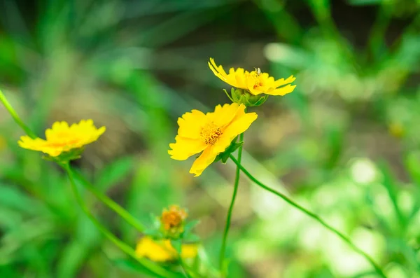 Blomming bloemen in de groene tuin op zomer of lente — Stockfoto