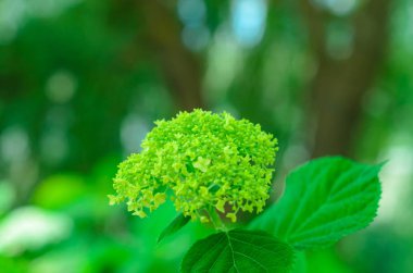 yaz veya bahar yeşil bahçede çiçek blomming