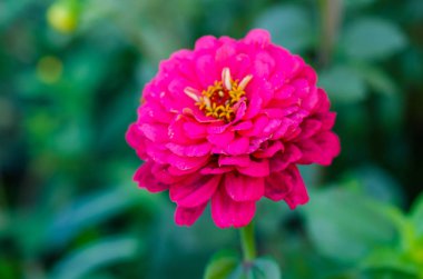 Bahçede büyük parlak pembe çiçek. Çiçek arka plan.