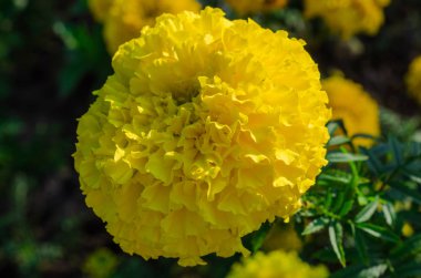 Büyük kabarık çiçek. Çiçek arka plan.