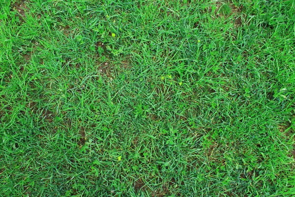 Natural Green Grass Texture — Stock Photo, Image