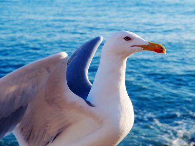 Cdiz, Endülüs Bay martı. İspanya. Europe