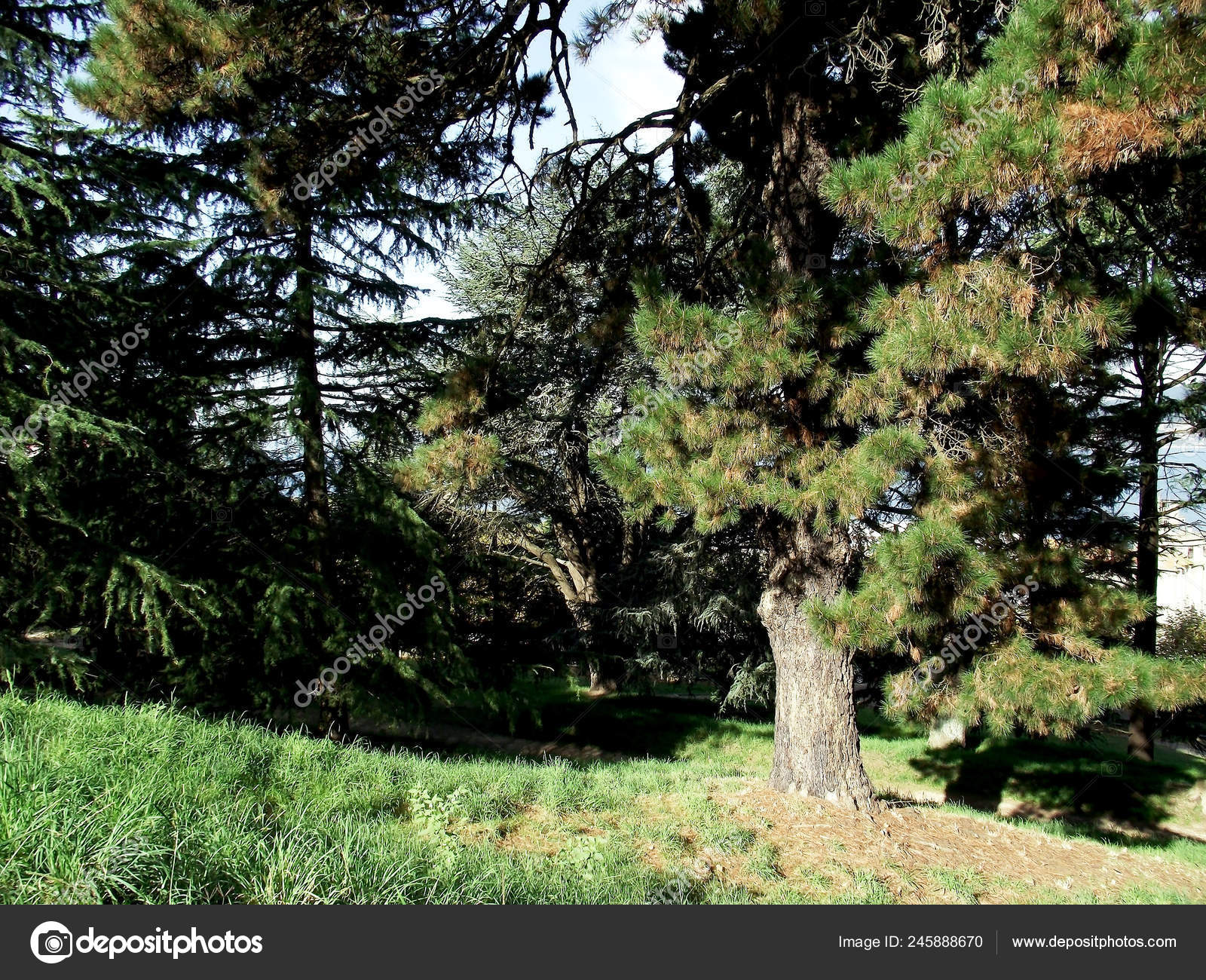 Pine Trees Forest Park Garden Stock Photo C Josecarrasco 245888670